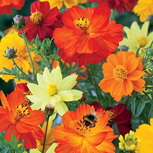 Cosmos Mixed (Hybrid) Flower Seeds (1 Packet Of Cosmos Mixed) Pack of (AVG 50-80) Seeds x 1 Per Packet