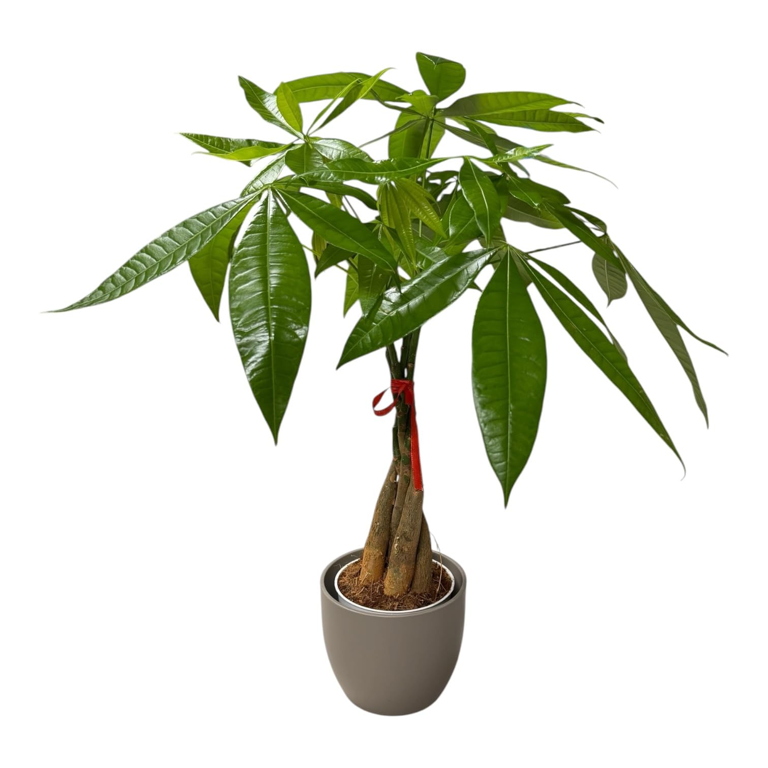 Money Tree Live Plant | 14-22 Inches Tall Bonsai | Easy to Grow Indoor Houseplant | Home, Office, or Room Decor | Birthday, Housewarming Gift (Slate)