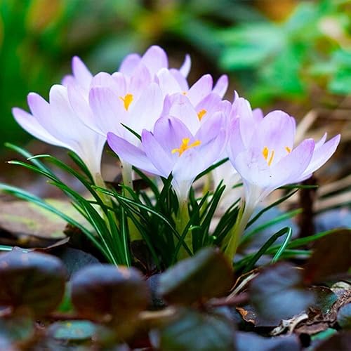 Miniatura 2 de QAUZUY GARDEN 100 semillas de azafrán semillas de plantas de azafrán azafrán azafrán damas semillas de colchicum hermosa flor silvestre fácil de