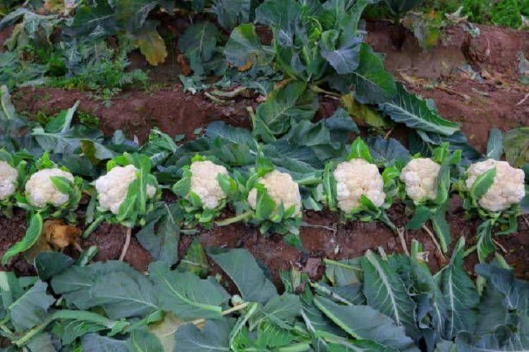 फूलगोभी-पूल गोभी संकर बीज 50 (1 पैकेट) : Amazon.in: बाग-बगीचा और आउटडोर