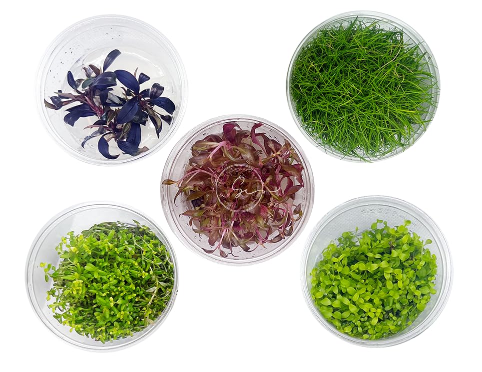 Swimming Creatures Assorted 3 Pack Tissue Culture...