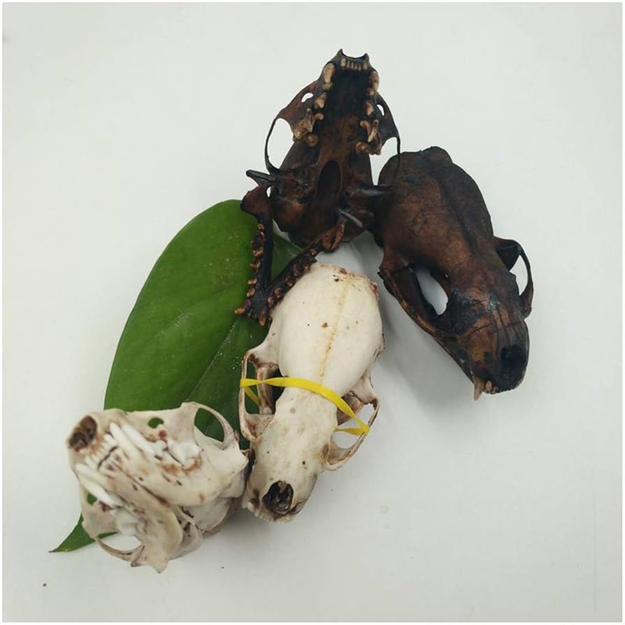 デザフェス 骨 アクセサリー 頭骨 本物 イタチ テン 61C2-TQlC9L._UF894,1000_QL80_.jpg