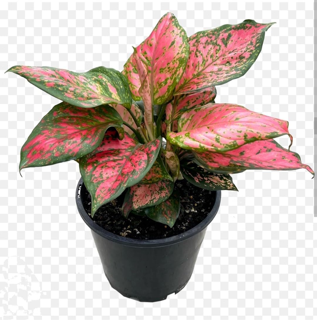 Hitanshi World Aglaonema Red Valentine Indoor Evergreen Healthy Live plant With Nursery Black/white 3 Inch Pot (Pack of 1 Healthy Live Plant) (B0CHFTRRYJ) Amazon Price History, Amazon Price Tracker