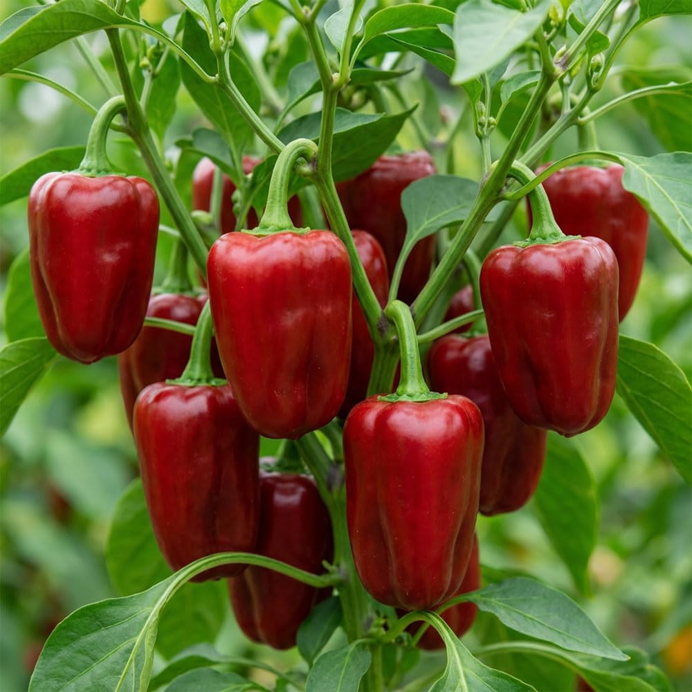 Sweet Pepper Fiesta F1 Seeds – Bright Yellow Bell Pepper – Early Cropping High Yield Hybrid – Ideal for Greenhouse, Pots & Patio Growing – for Your Kitchen Garden