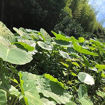 うみぼうず)ハスイモ 種芋 10Kg ハスイモの種芋 小10個 - メルカリ