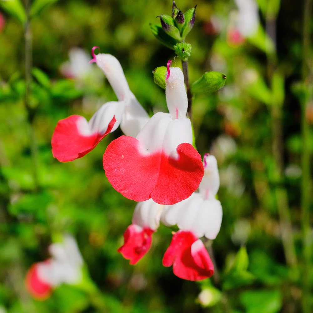 Amazon.co.jp: ITANSE チェリーセージ ホットリップス 3号 3個