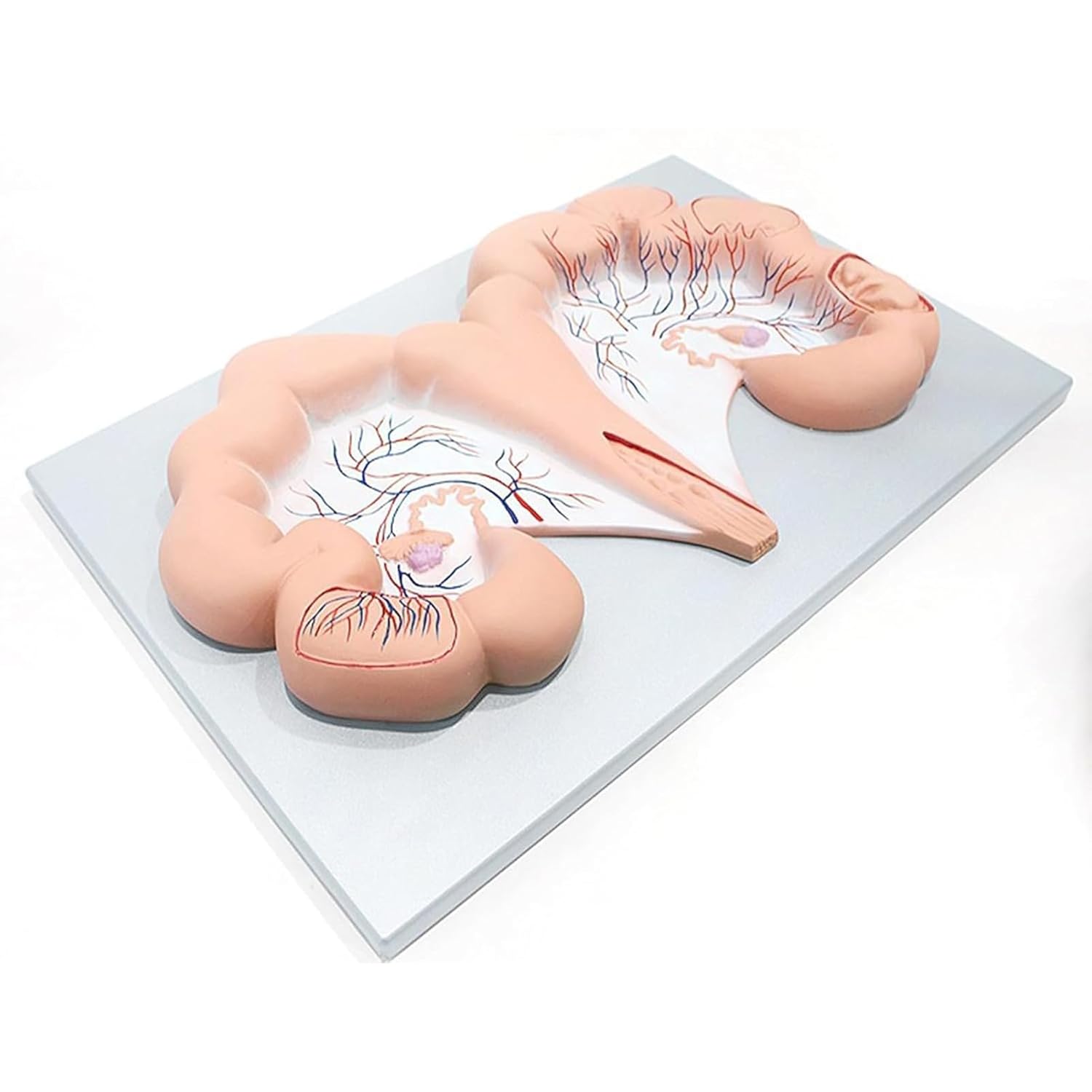 Pig Uterus Anatomical Model - Uterus & Ovary Model Pig Uterus Specimen Reproductive System Animal Body Anatomy Replica for Medical Science Education Study or Teaching