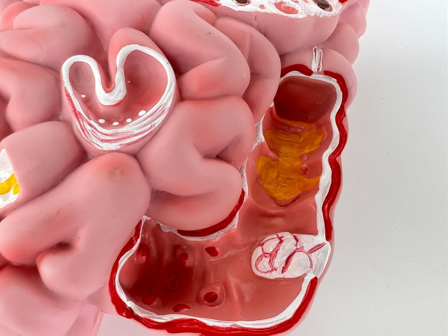 Model układu pokarmowego człowieka, model dydaktyczny przekroju żołądka, wyjmowany model anatomii ludzkiego żołądka, obejmuje przewód pokarmowy i okrężnicę, odpowiedni do wspomaganej nauki.