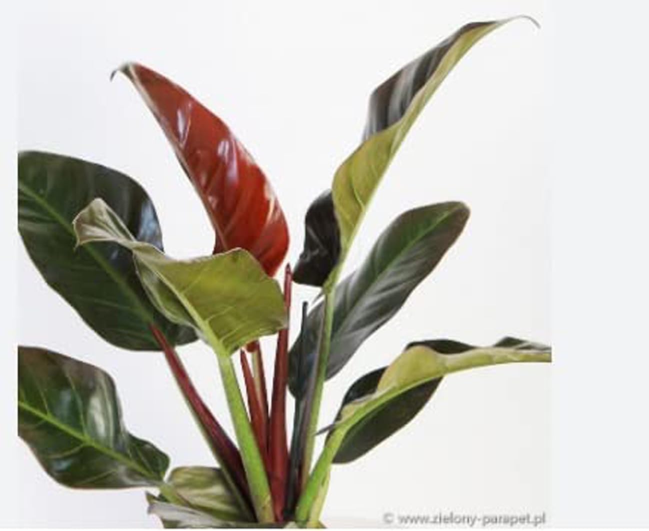 Green view" Red-leaf Philodendron"Air Purifier hybrid - 1 Healthy Live Easy Real Indoor Plant for Home, Living Room,Office,' 1.5-2 Ft Height in Nursery Grow Bag for Home Garden