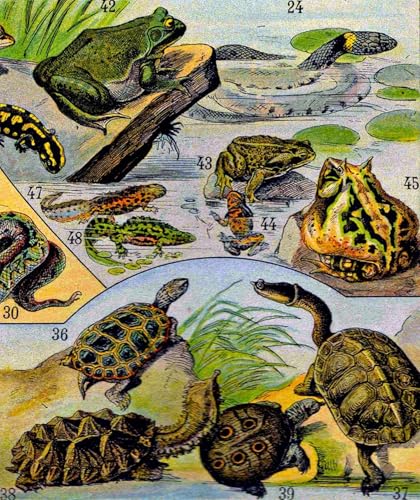 Posters Décoration Illustration de Reptiles Adolphe Millot 60x90