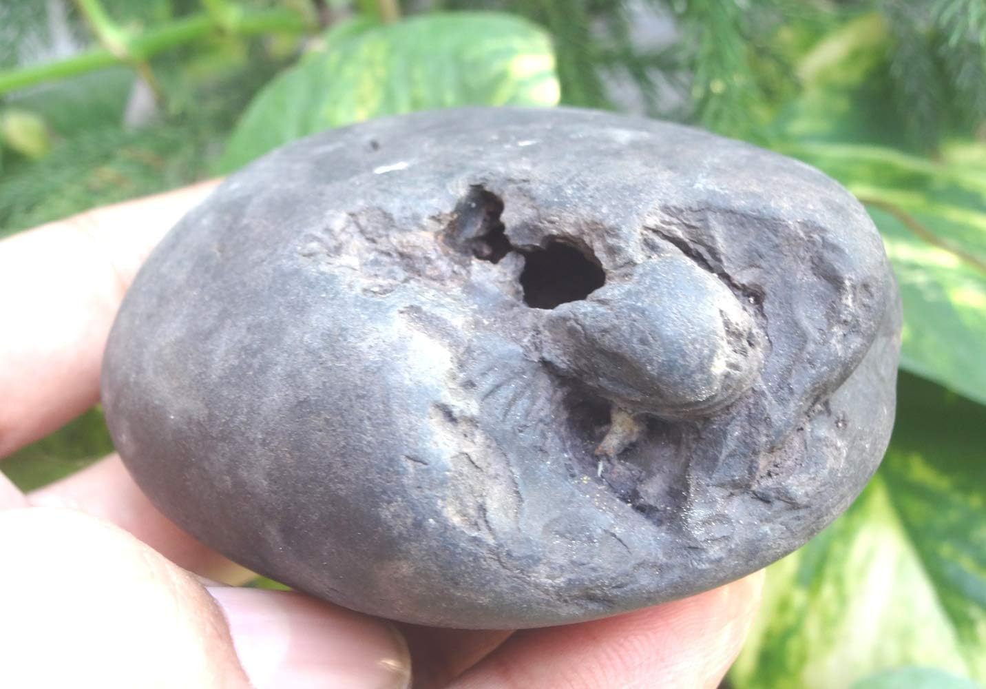 3"X3"X1.5" Original Shaligram Shila/Stone/Ammonite Fossil - Gandaki River Nepal~I-2896