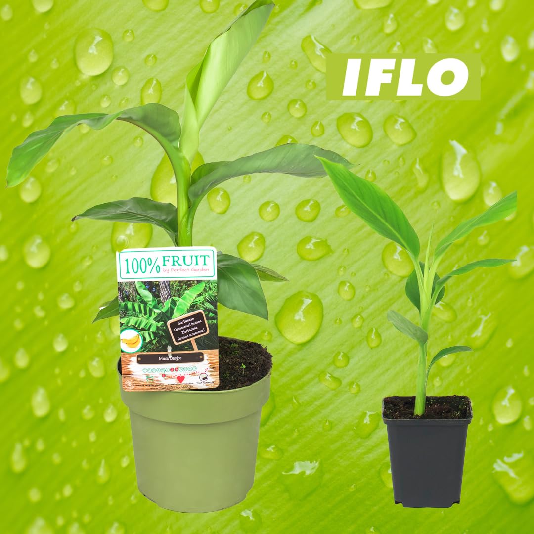 IFLO Musa Basjoo winterharte Bananenpflanze fr Garten & Balkon, exotische  Kbelpflanze fr drauen & drinnen, ca. 2530 cm hoch, 1 Pflanze :  Amazon.de: Garten