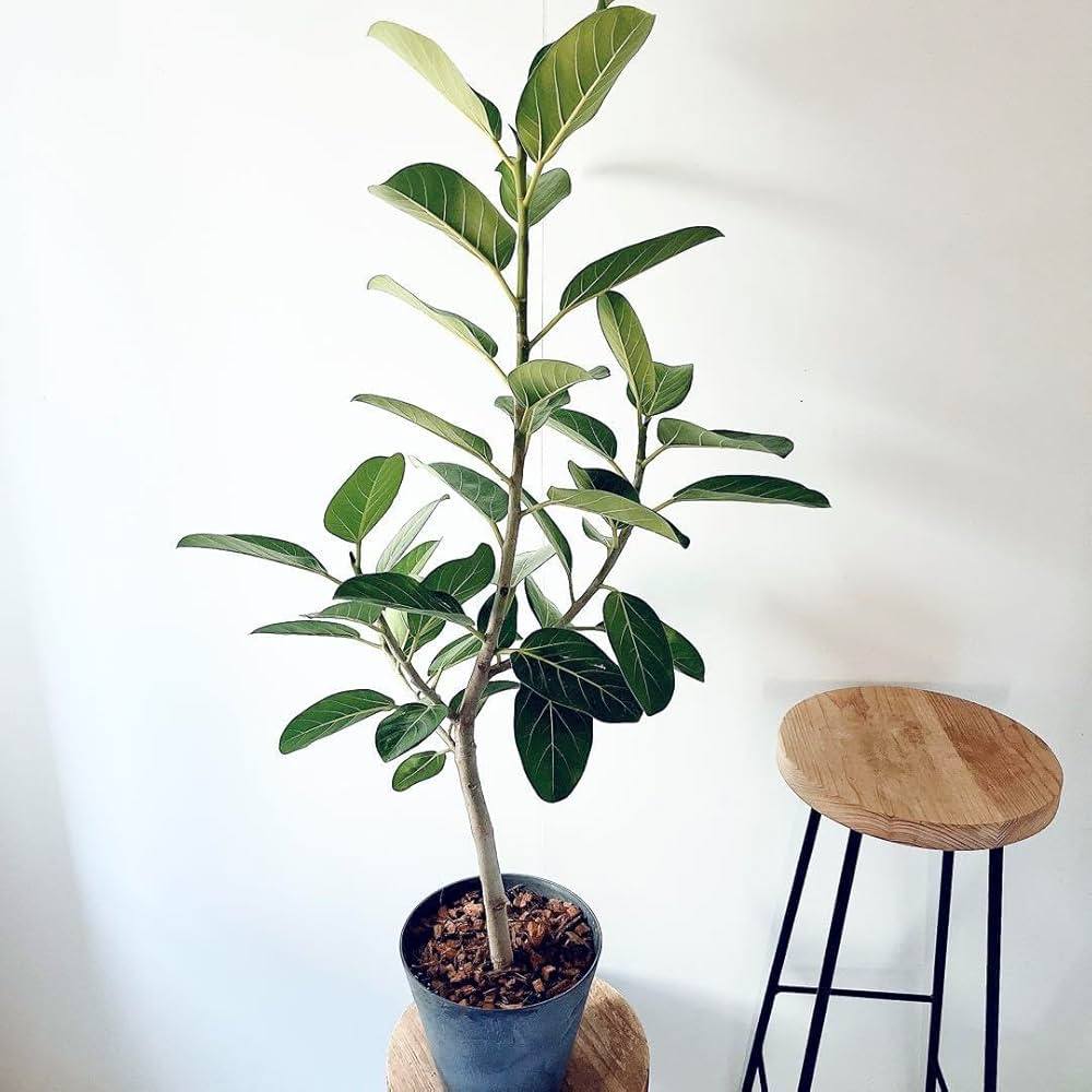 Amazon.co.jp: 《人気》フィカス ベンガレンシス 美しい曲がり Lサイズ Amazon.co.jp: 《人気》フィカス ベンガレンシス 美しい曲がり Lサイズ