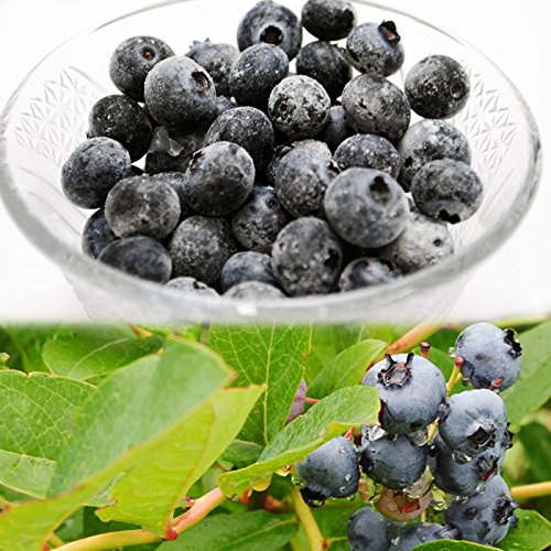 最強のスーパーフード ブルーベリーの効果5選 ぜんぶ あそび