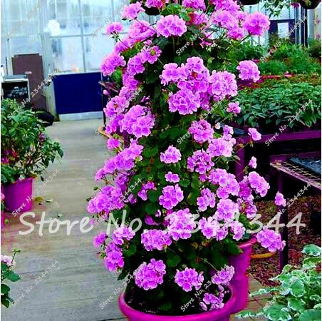 120pcs calientes azul Escalada Semillas Colección geranio Pelargonium perenne de flores Bonsai Planta de tiesto Orquideas Raras fácil crecer 9