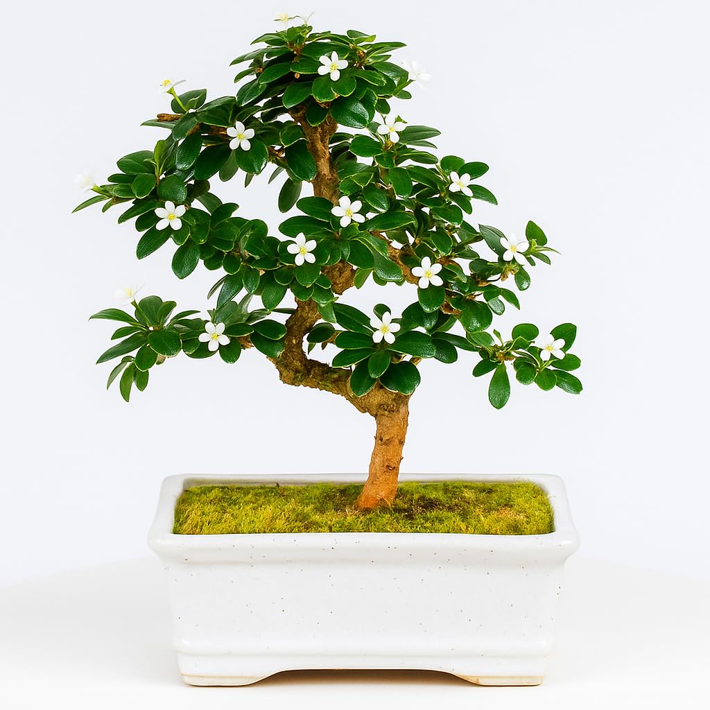 Abana Homes Bonsai Live Plant | Carmona Flowering & Fragrance Bonsai Tree | Unique Bonsai Plants for Home Indoor | Ideal for Office, Living Room, Balcony, Gifting (White Square 5 Years)