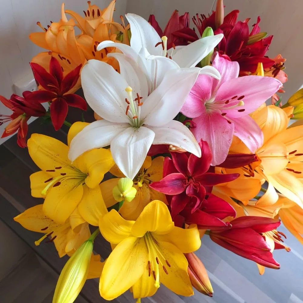 Radha Krishna Agriculture® Asiatic Lily Flower Bulbs Imported 5 PCS | Exotic Blooms for Gifting | Diwali, Anniversary & Festive Season Special (MIXEDCOLOR)-image-40