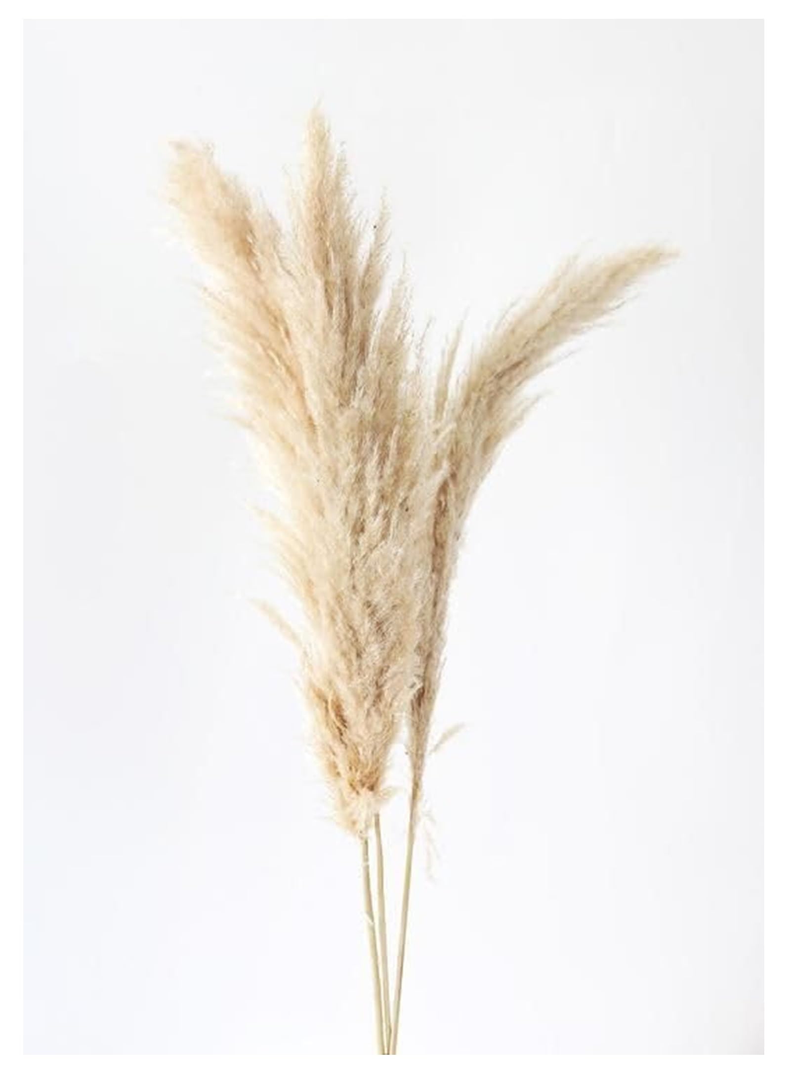 SPHINX Natural Dried Handpicked Fluffy Pampas Grass, Reed Grass Sticks for Boho Decor, Backdrop, and Ceramic Vases Decor, Brown - 5 Pieces
