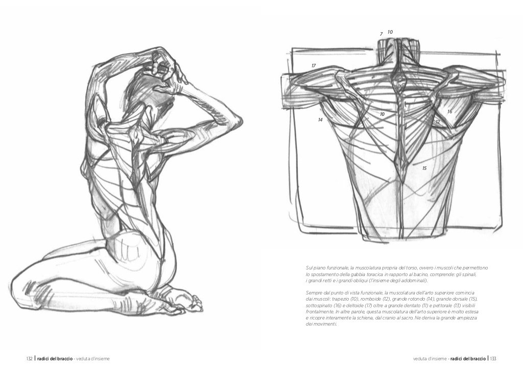 Anatomia artistica Carnet di morfologia