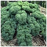 Earthcare Seeds Kale Blue Scotch Curled 500 Seeds - Non GMO - Heirloom - Open Pollinated