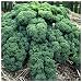 Earthcare Seeds Kale Blue Scotch Curled 500 Seeds