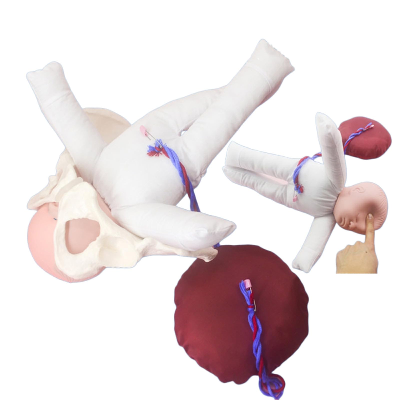 YRQMGSF Dynamic Birthing Pelvis Model Female Pelvic Childbirth Demonstration Model for Gynecology Teaching