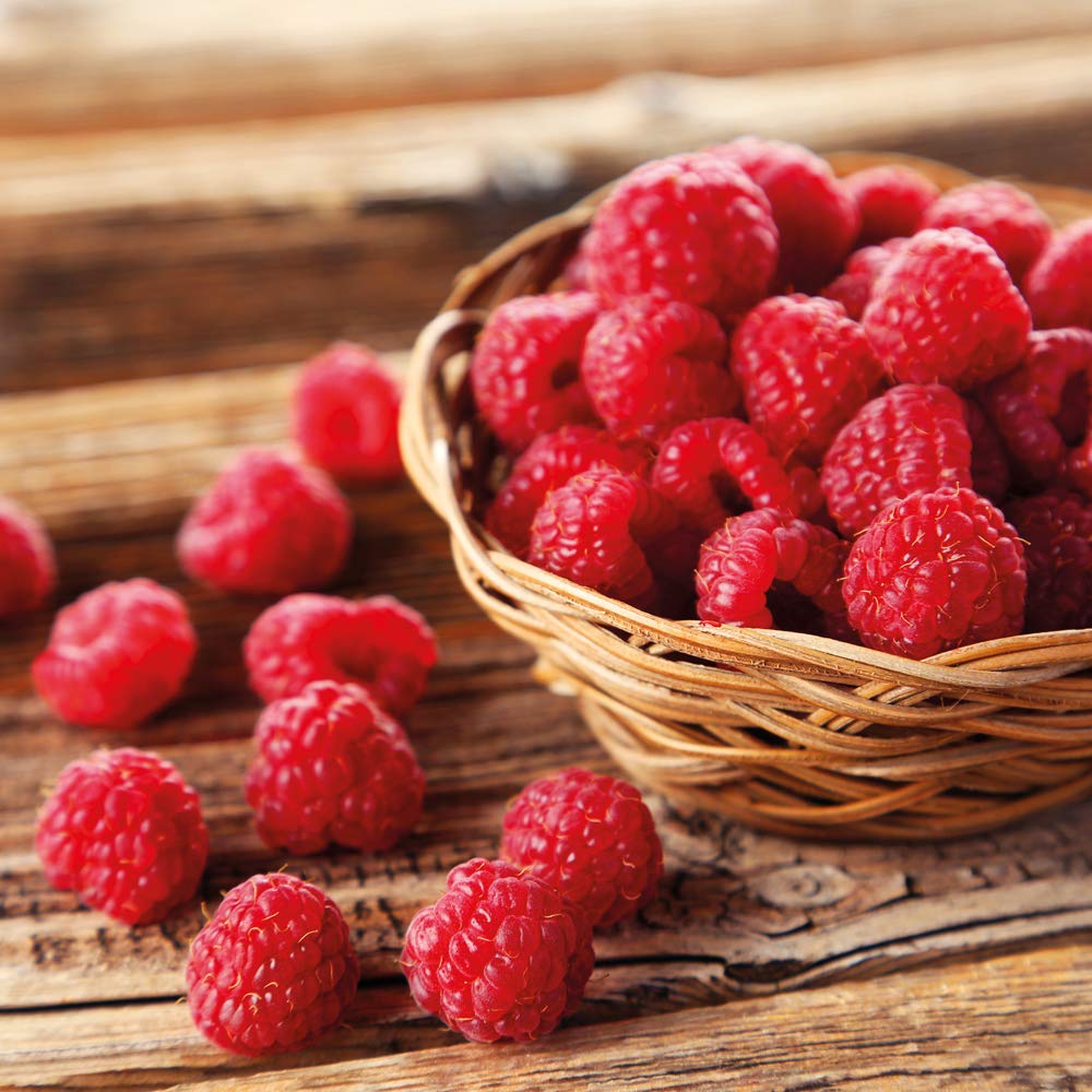 Raspberry Autumn Fruit Outdoor Garden Patio Pot Heavy Crops Fruiting Bliss Rubus idaeus Hardy Grow Your Own Shrub Excellent Firm Fruit Raspberry Red-Pink Berries 6 Canes by Thompson and Morgan