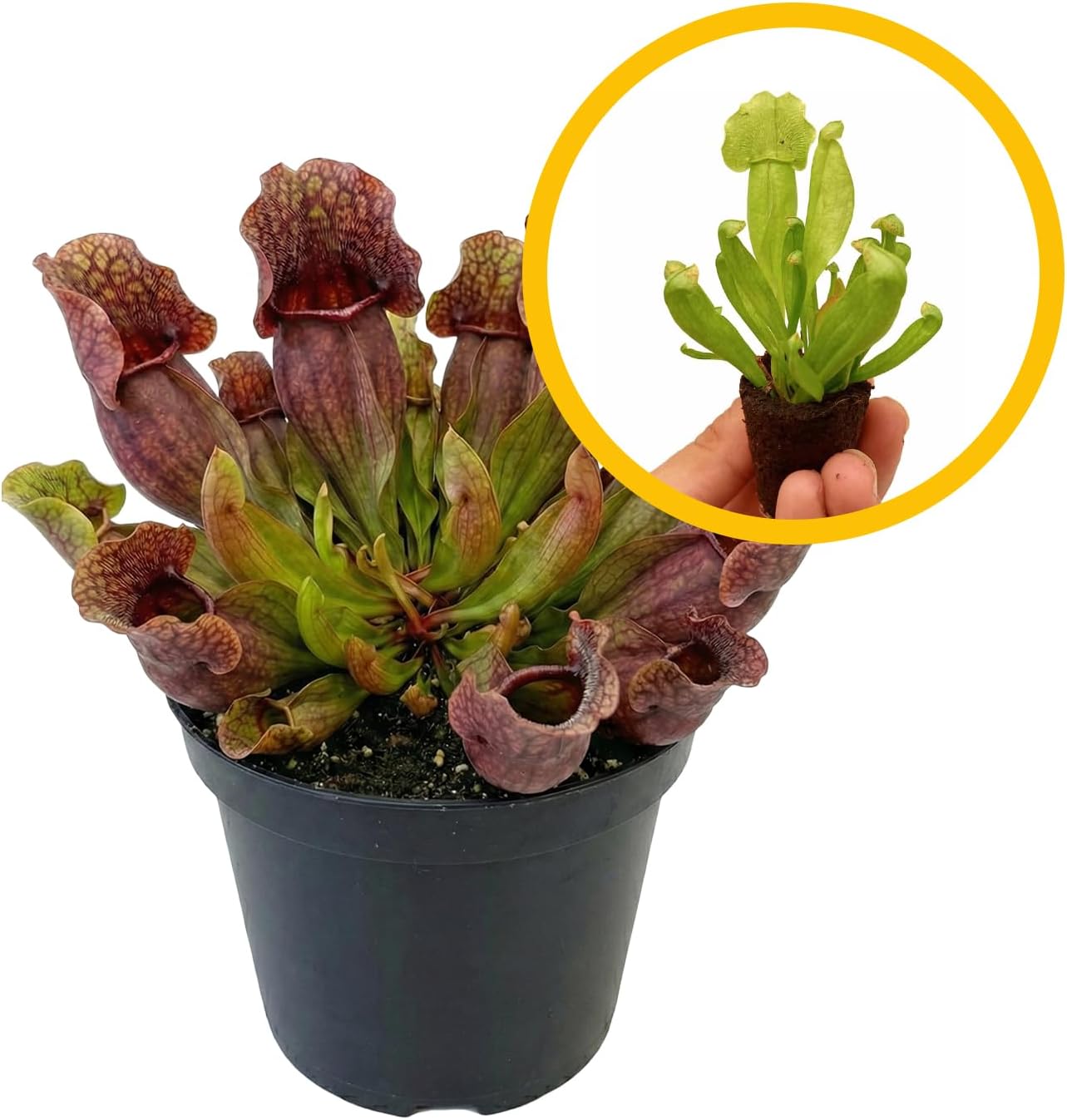 ragnaroc Sarracenia Purpurea SSP. Venosa 2-4" (Purple Pitcher Plant) 2ct – Live Plant for Indoor Outdoor Use, Carnivorous Plants – Live Arrival Guaranteed