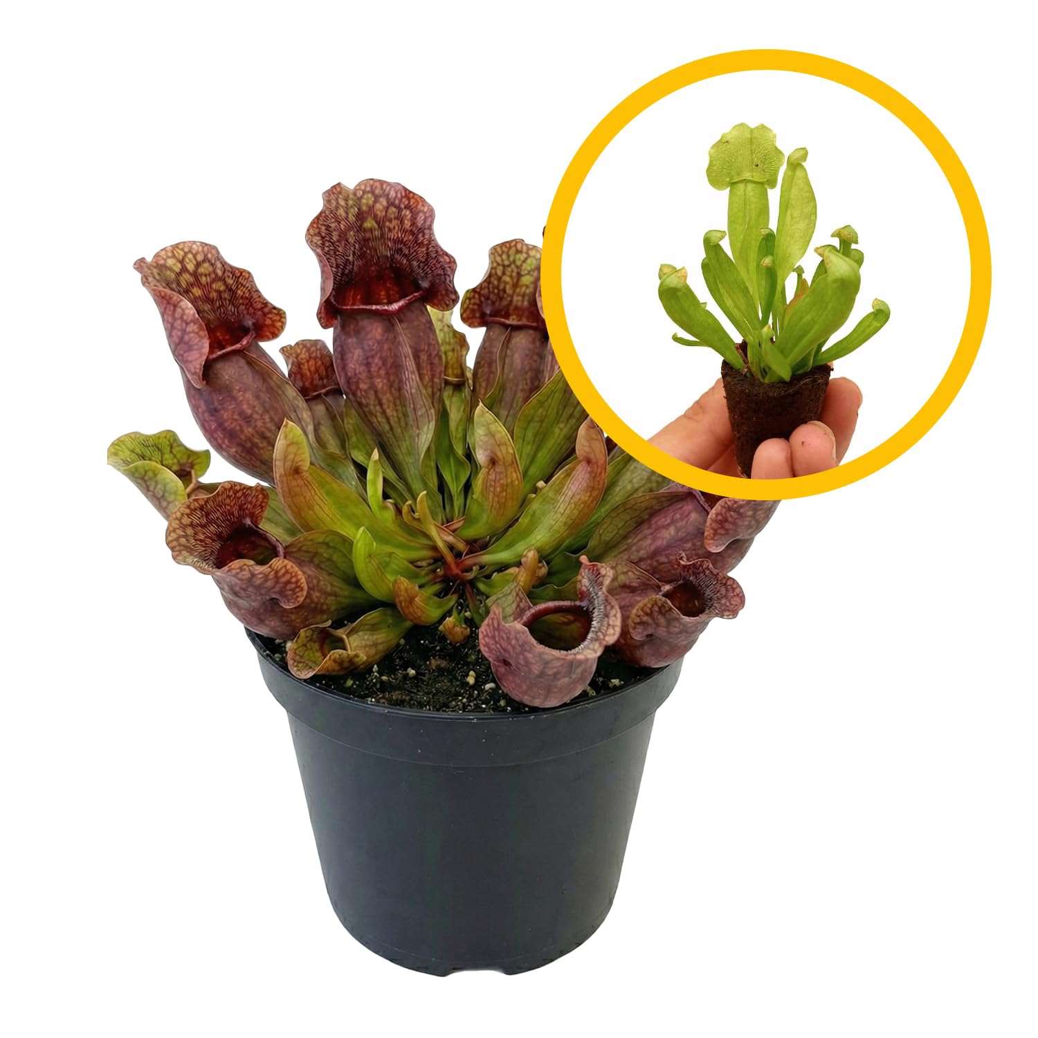 ragnaroc Sarracenia Purpurea SSP. Venosa