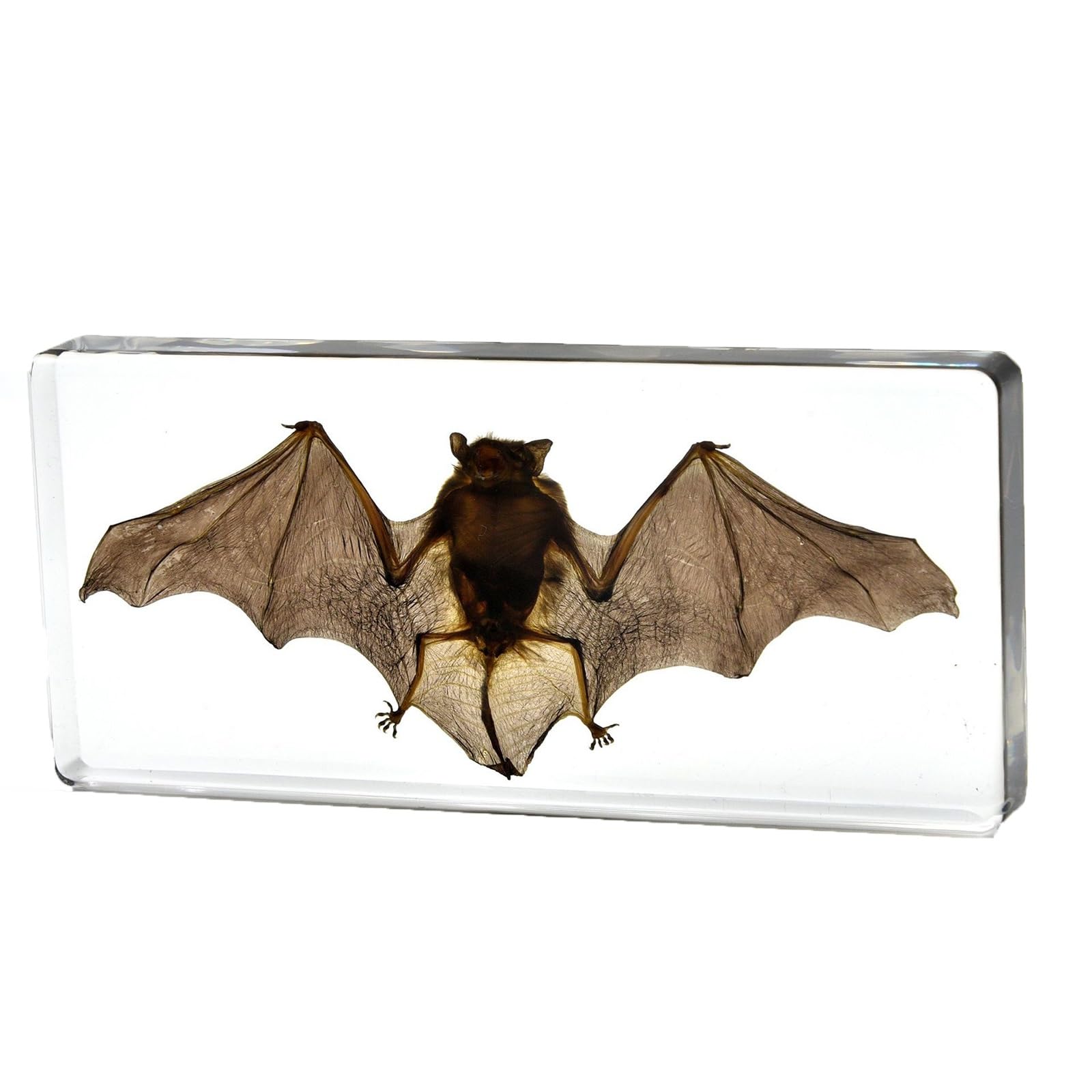 Almasi One Color Taxidermy Bat, Real Bat Taxidermy Animals,Resin Bat Taxidermy For Science Classroom Specimens Education, Great Gift For Taxidermy, Bat Decor(14 * 6.4 * 2Cm)