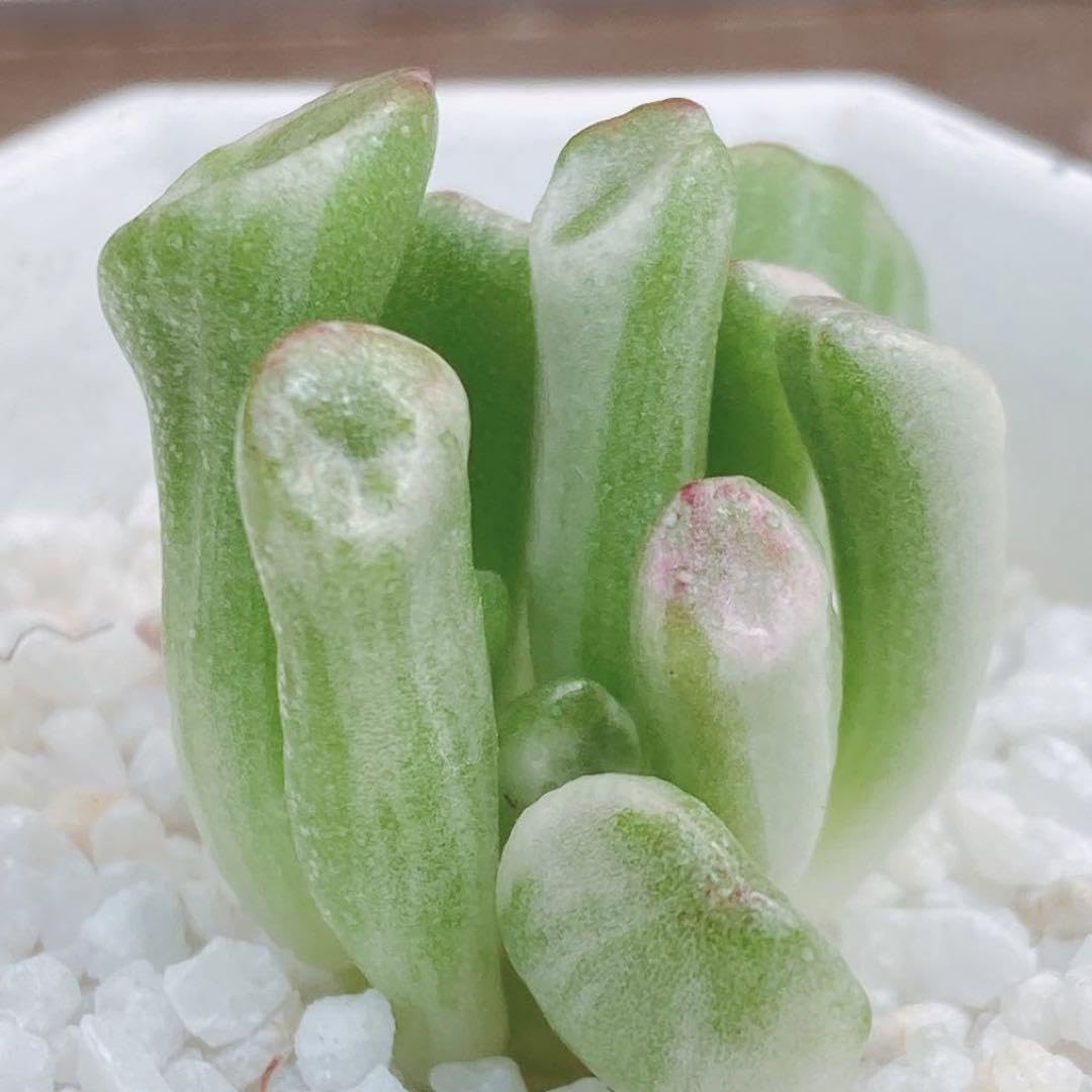 Amazon.co.jp: 12 ゴーラム錦 多肉植物 韓国苗 カット : おもちゃ