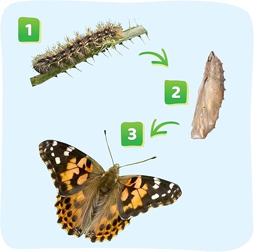 Miniatura 4 de Insect Lore Dos tazas de orugas de lujo