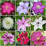 Estas variedades de flores de bajo mantenimiento prosperan en las franjas soleadas y muestran colores maravillosos cada año.