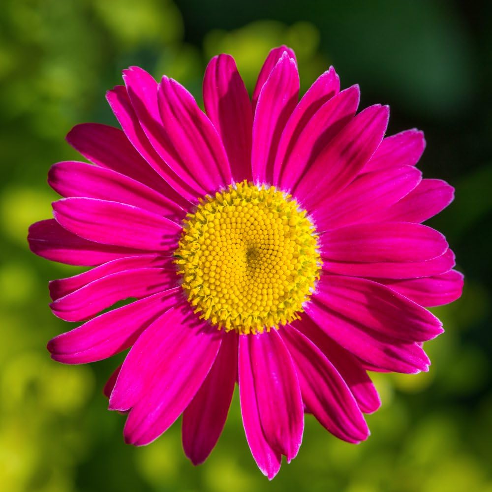 Tanacetum coccineum 'Robinson's Pink' Stunning Pink Daisy-Like Blooms Hardy Perennial Ideal for Borders & Containers 1X 3 Litre Pot by Thompson and Morgan