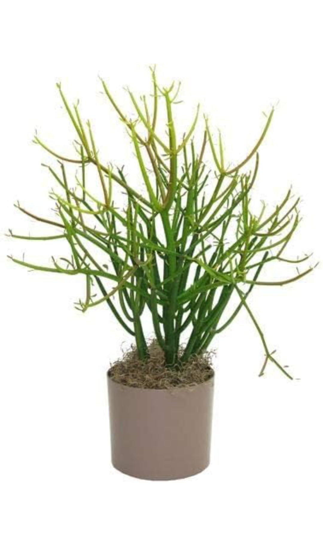 MVKR Live Pencil Cactus Plant I Euphorbia Tirucalli Milk bush Plant I With Growbag