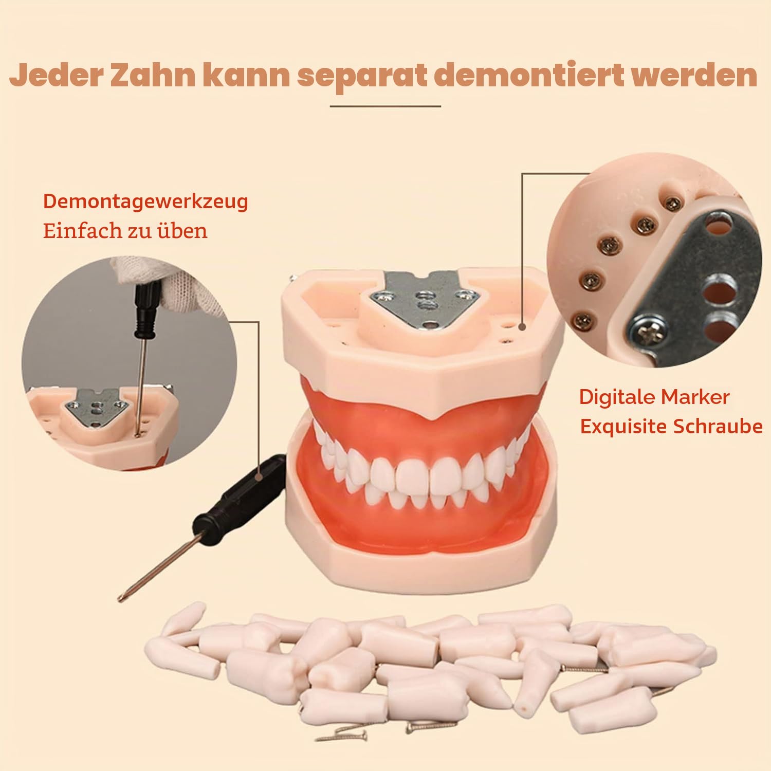 Dental Typodont Zähne Modell, Weichem Zahnfleisch Zahnmodell, Oberkieferzyste Zahnmodell 28 Zähne weiches Zahnfleisch Zystenzähne Lehrmodell zum Üben von Inzisionsabszessen