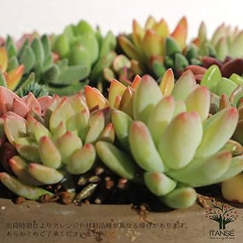 Amazon.co.jp: 多肉植物 寄せ植え succulent wreath M(多肉