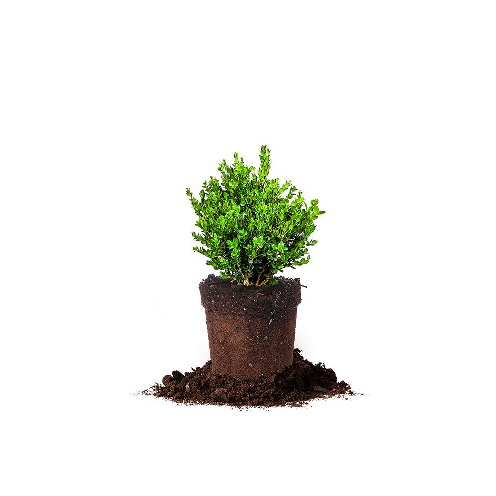 Perfect Plants Wintergreen Boxwood Live Plant 1 gallon