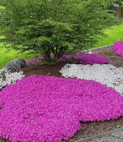 BALDUR Garten 6x Teppichphlox 'Emerald Pink', Pflanzen im 9x9 cm-Topf, winterharter Bodendecker, Phlox subulata, Polsterphlox, Polsterstauden, Moosphlox, Phlox subulata, winterhart, bienenfreundlich