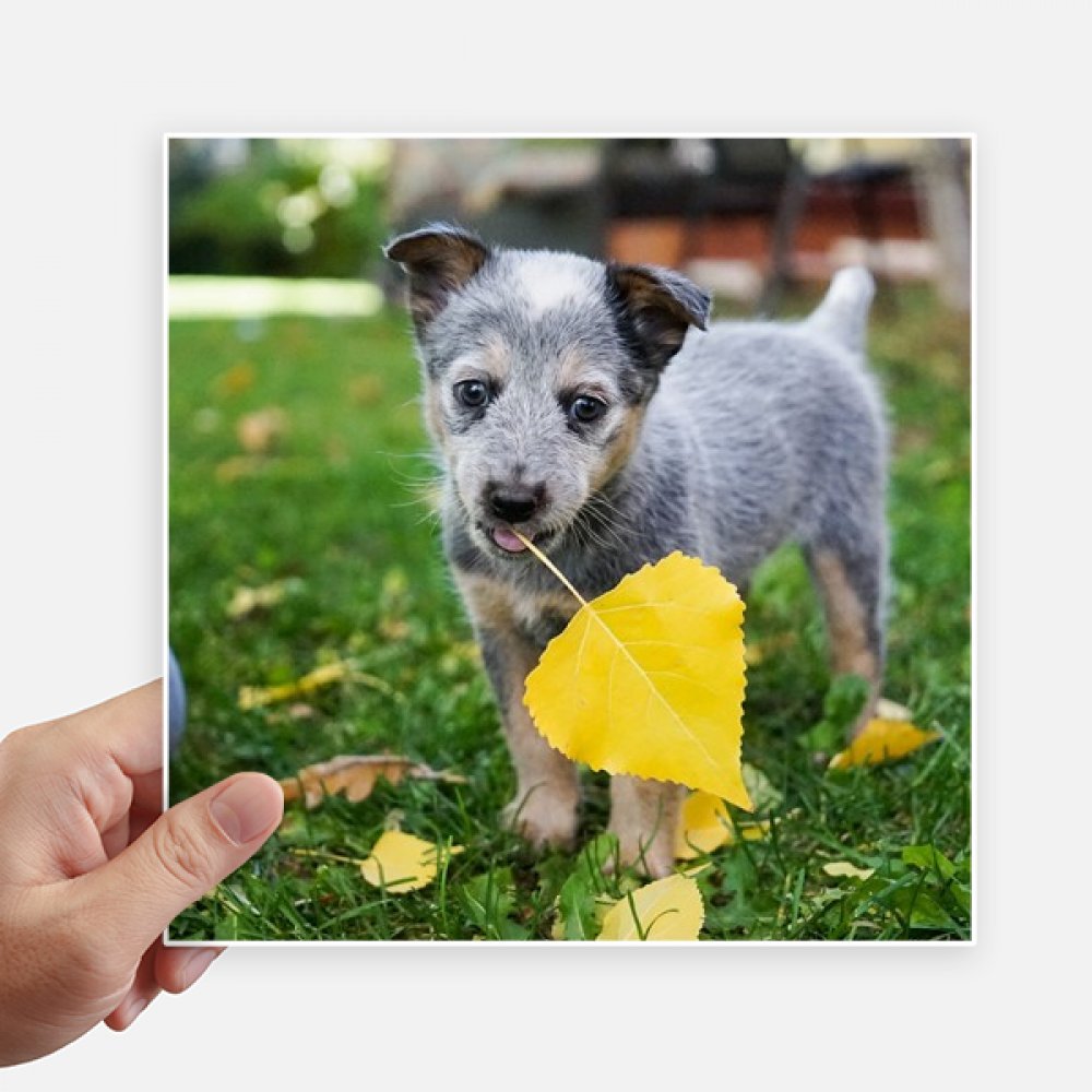 Stickers de perro hermosos para decorar el hogar y llevar tu mascota en la maleta