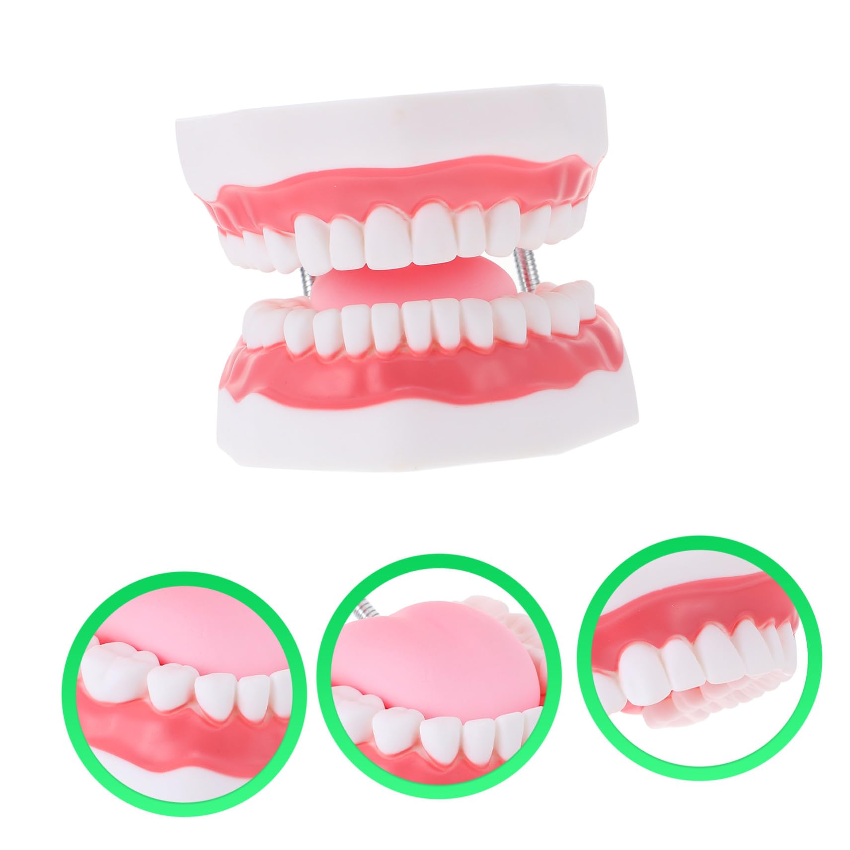 Modello Dentale Ingrandito 6x in Pvc Bianco con Spazzolino | Uso Didattico per Ragazzo Ragazza, Forma Creativa, per Insegnare la Pulizia Orale