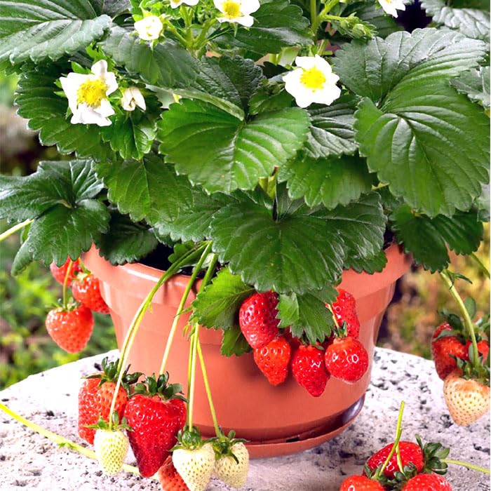 Amazon.co.jp: イチゴ 苗 四季成り あまごこち 9cmポット なるあま