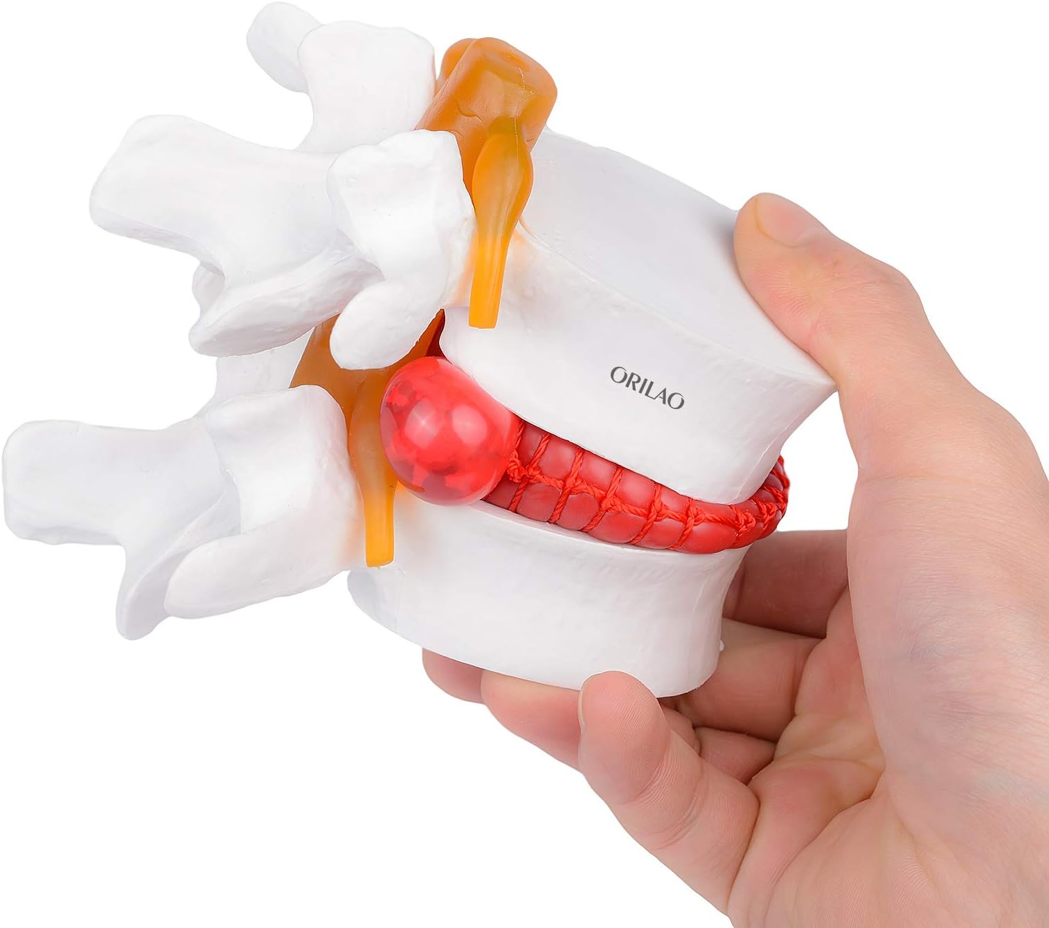 Human 1:1.5 Anatomical Lumbar Vertebral Spine Model,Vertebral Spine Anatomical for Study Eucation White Color