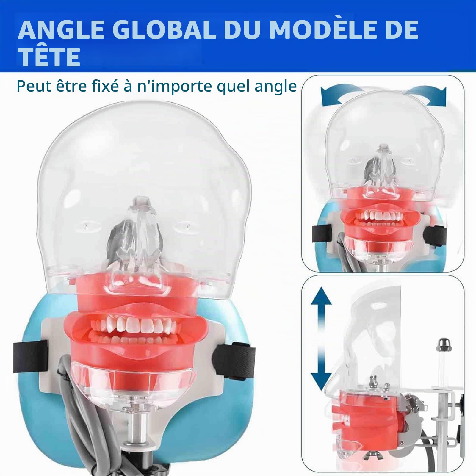 Tête Fantôme de Simulateur de Mannequin Dentaire – avec Modèle de Dents de Typodont Fixé sur Une Chaise, émulation élevée 1:1 Réglable à 360 Degrés pour Les écoles Dentaires, Formation