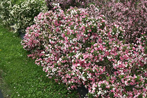 Czechmark Trilogy (Weigela) Live Shrub, White, Pink, And Red Flowers, 1 Gallon #TOP7