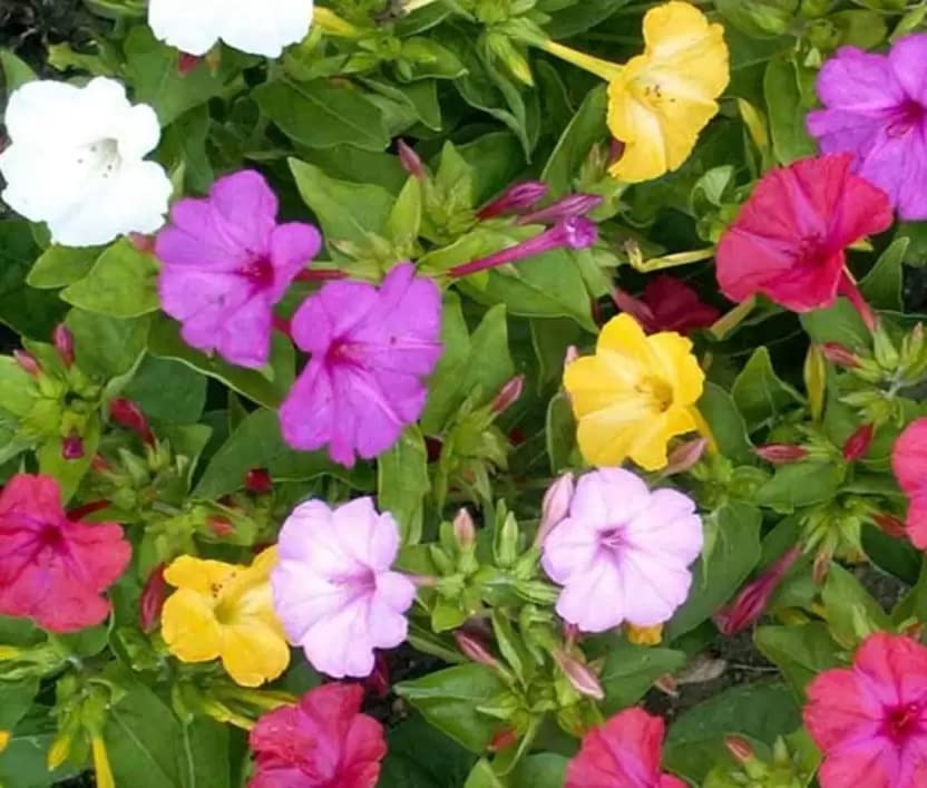 Sondhyamoni flower seeds,four o clock variety mix color flower seeds pack of 5 (B0BP23P5LW) Amazon Price History, Amazon Price Tracker
