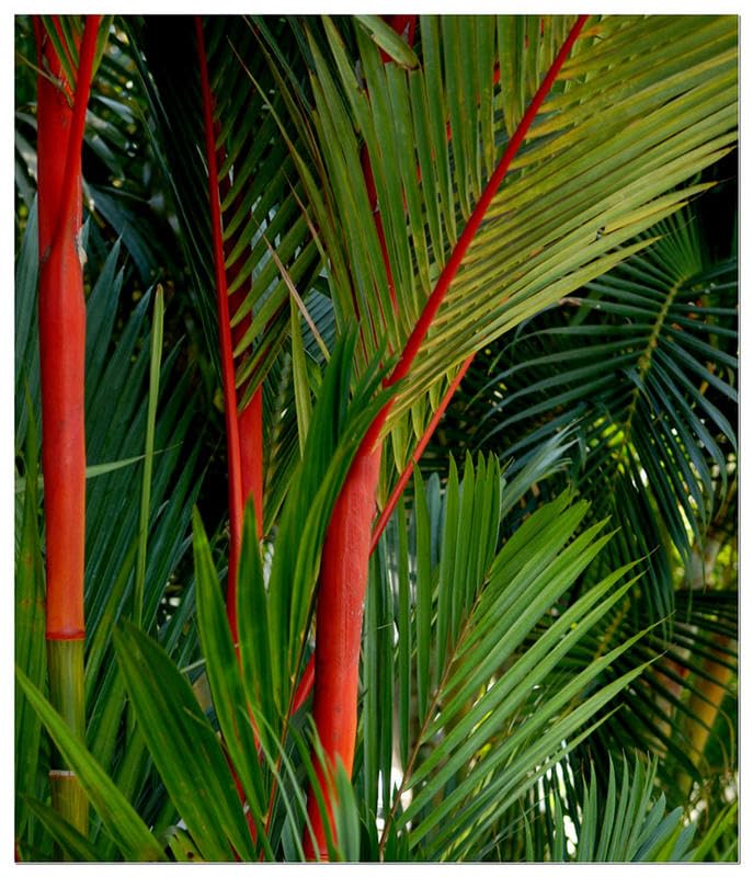 See full amazon price history chart for Green Paradise Red Palm Plant Cyrtostachys renda Live Plant Green Paradise Red Palm Plant Cyrtostachys renda Live Plant (B0CJ71FL4B) Amazon Price History, Amazon Price Tracker