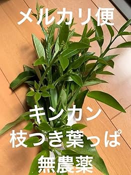 注文用ページ、アゲハ幼虫餌、枝付き(長く日持ちが良い)葉、ランダム、春の一番新芽 Amazon.co.jp: 新芽メルカリ便枝付きキンカンの葉っぱ アゲハ蝶