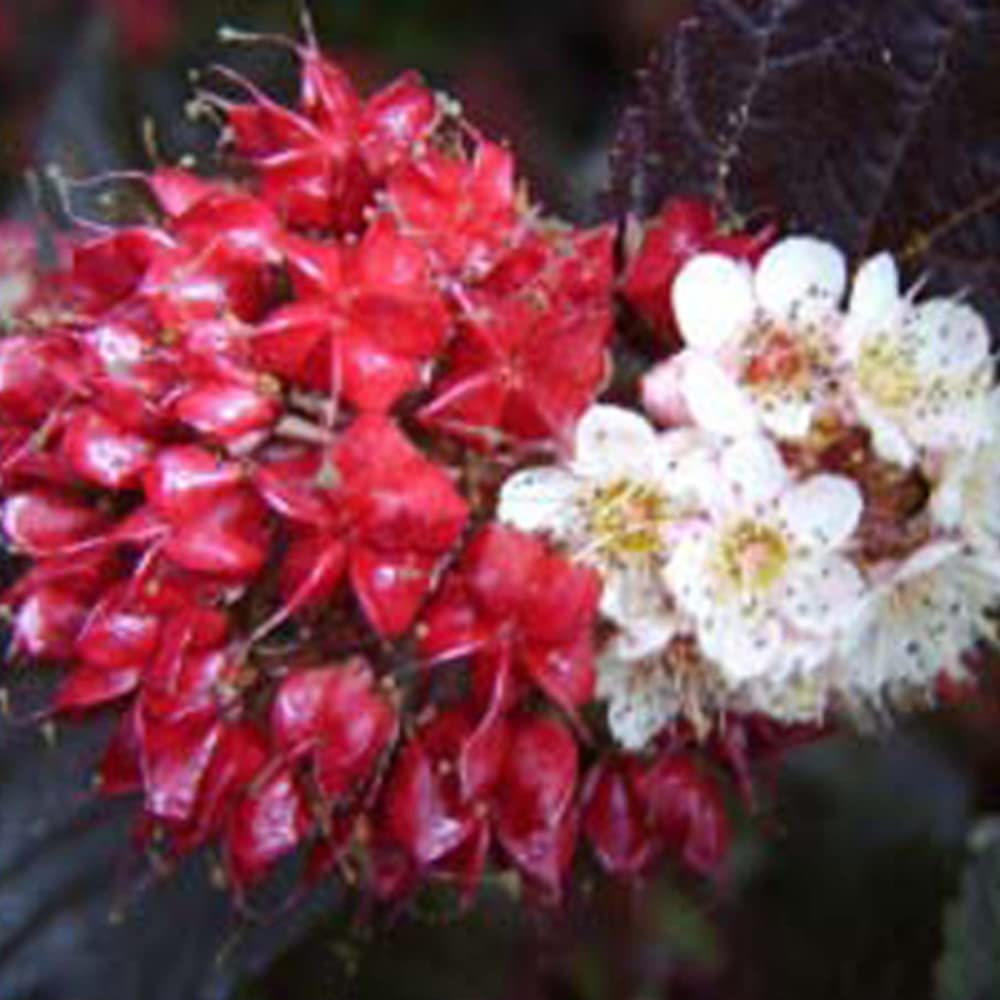 Spiraea Physocarpus opulifolius Plant 'Midnight' Ninebark Deciduous Hardy Shrub Pink Blooms Purple Fruit RHS AGM Easy to Grow Your Own Garden Shrubs 3.6-Litre Potted Plants by Thompson and Morgan