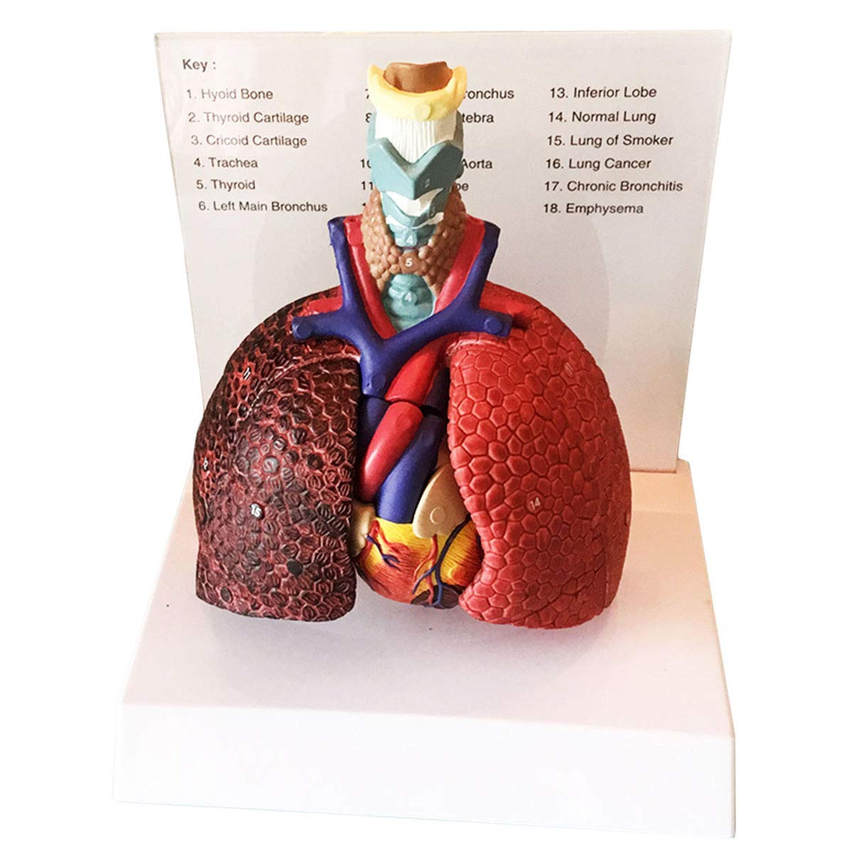 Modello di Anatomia dell'organo Umano - Laringe Cuore Gola Polmone Modello Materiale in PVC Modello anatomico Medico Gola Cuore Polmone - per aiuti didattici Medici,A